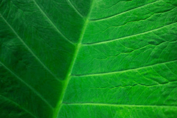 Texture of a green leaf as background