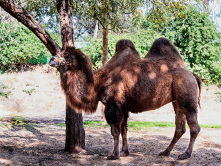 A two-humped camel stands  on the ground in the shade of a tree on a sunny day