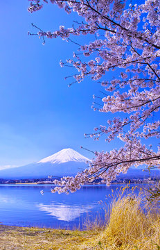 河口湖北岸から見る満開の桜と富士山

