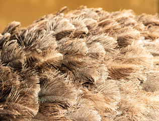 ostrich feathers as a background