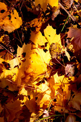 autumn leaves as background