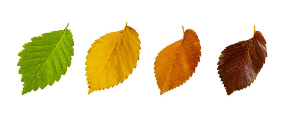 Autumn leaves of elm isolated on white background. - obrazy, fototapety, plakaty