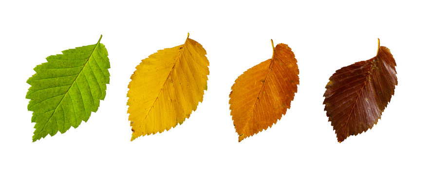 Autumn leaves of elm isolated on white background.