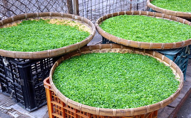 Chopped Chives Drying in the Sun