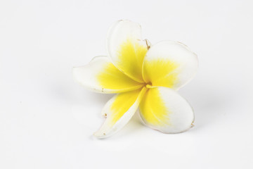 Flowers with white background