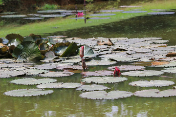 a Pond with the blossoming pink lilie © alan