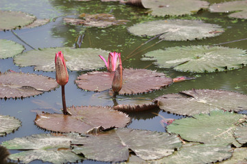 a Pond with the blossoming pink lilie © alan