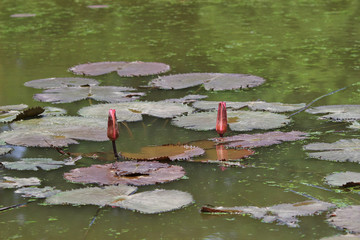 a Pond with the blossoming pink lilie © Seaonweb