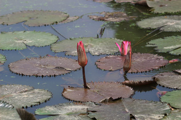 a Pond with the blossoming pink lilie © alan
