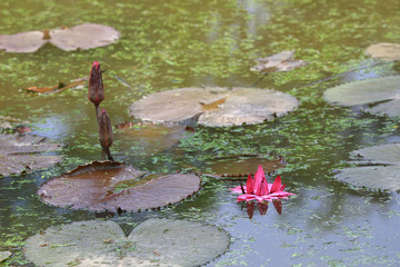 a Pond with the blossoming pink lilie © alan