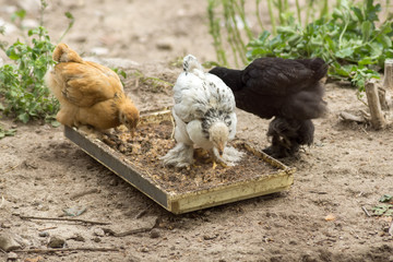 Three hens are eating