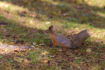 squirrel in autumn park