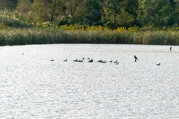 鳥が羽を休める秋の遊水地　静岡市
