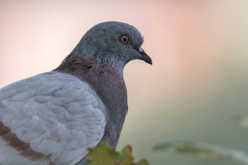 pigeon resting at park