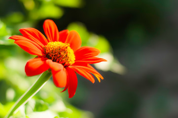 Flowers, natural beauty