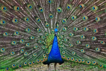 Obraz premium Peacock