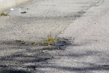 Die Natur erobert sich die Stadt zurück