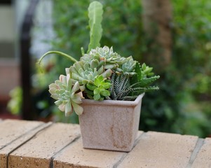 かわいい多肉植物の寄せ植え