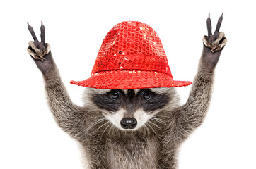 Portrait of a funny raccoon in a red hat, showing a sign peace, isolated on white background