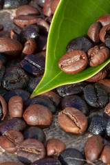 Black and brown coffee beans for different kind of coffee.
