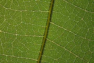 Leaf vein pattern 