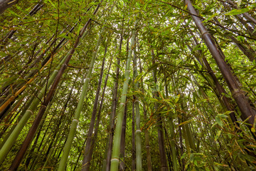 Bamboo forest with a view to the top