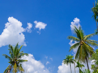 Coconut tree on blue sky background and beautiful clouds, Clear sky in summer and copy space