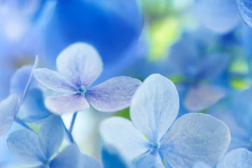 Fototapeten Azalee Light soft blue Hydrangea (Hydrangea macrophylla) or Hortensia flower with with light coming in through the leaves and flowers. Shallow depth of field for soft dreamy feel.  © killykoon