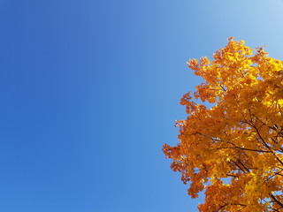 Autumn natural sale background with fallen maple