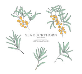 Hand drawn sea buckthorn branches