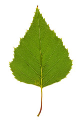 Green birch leaf on isolated