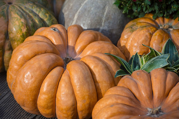 Autumn Harvest Feast With Lots Of Pumpkins