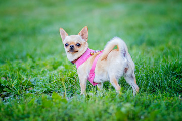 Dog is standing in the garden. It is a girl with pink collar. She is light brown chihuahua. There is green background.