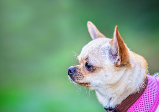 Head of light brown chihuahua with pink  harness. There is green background.