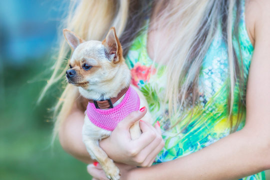 Small light brown chihuahua with pink  harness in girls hands. There is light green and blue background. 