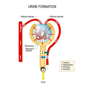 Urine Formation (filtration, Reabsorption, Secretion, Excretion). Structure Of A Nephron.