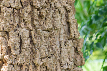 Closeup shot of an old tree bark texture,Tree bark texture background.