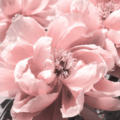 Flowers pink peonies close-up, stylized