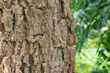 Closeup shot of an old tree bark texture,Tree bark texture background.