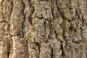 Closeup shot of an old tree bark texture,Tree bark texture background.