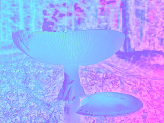 Abstract vibrant ultra violet illustration of mushrooms