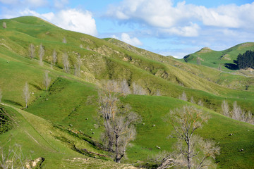 The hills of napier