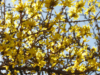 Obraz premium spring yellow flowers