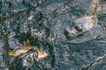 Fototapeta premium Foki polują razem, jedząc łososia w strumieniu. Alaska foka pospolita pływanie z rybą w ustach, alaskańska przyroda