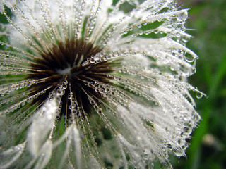 closeup of a dandelion