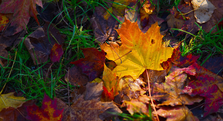 bright autumn leaves with water drops
