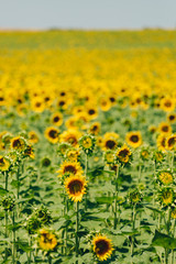Campo de girasoles en verano