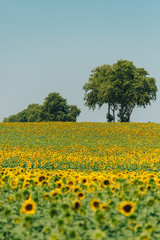 Obraz premium Campo de girasoles en verano