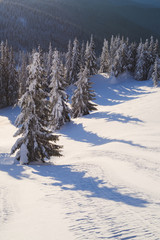 Winter in the mountain spruce forest