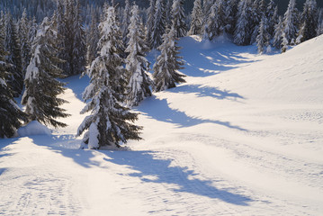Winter in the mountain fir forest